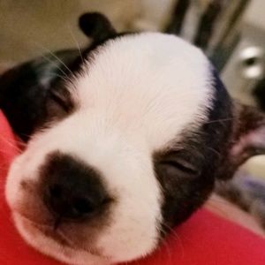 Meet your Posher, Daphne